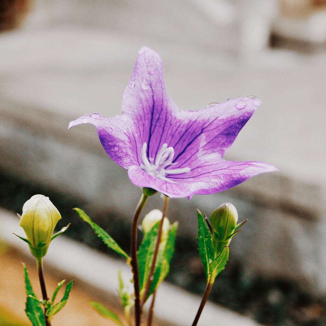 開花情報