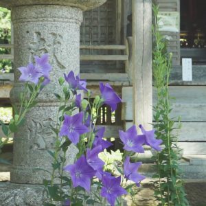 桔梗、今月末迄見頃ですのイメージ